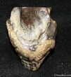 Triceratops Tooth #1138-1